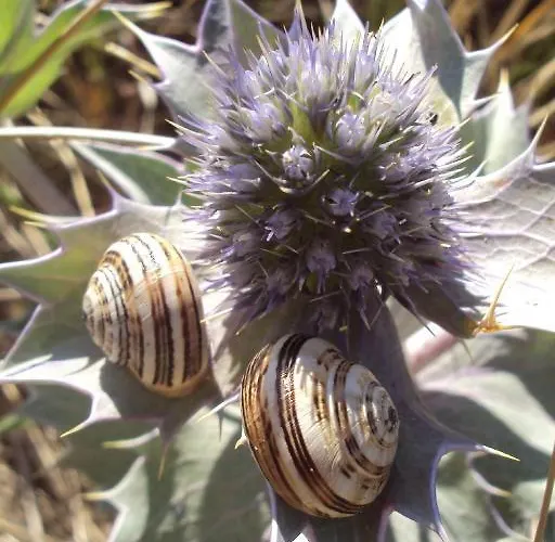 Les Des Des Isles * Barneville-Carteret