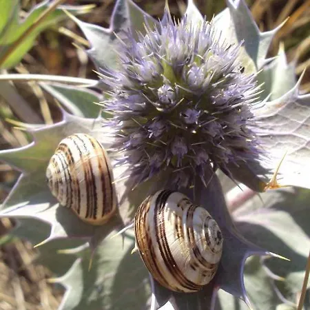 Les Des Des Isles * Barneville-Carteret